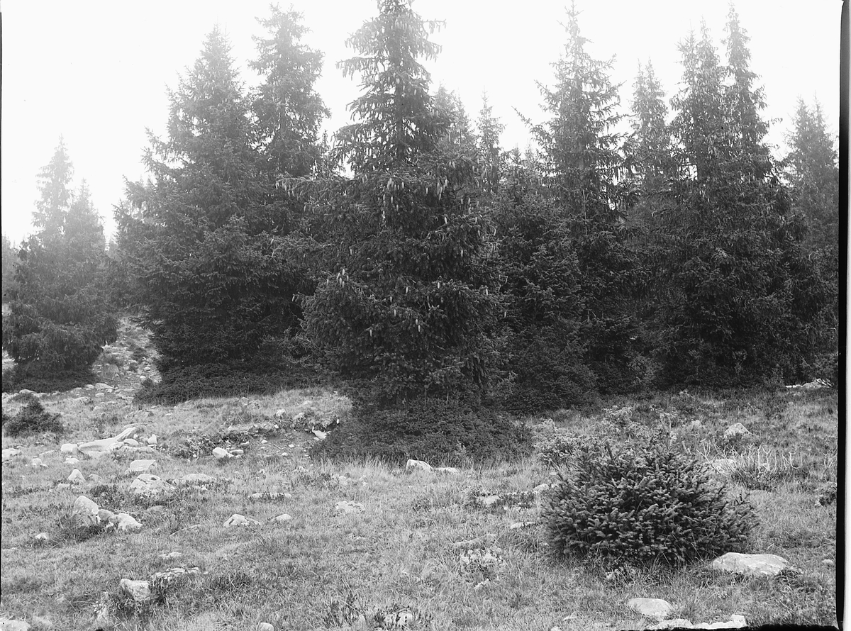 Ole Hansen Løken, SKOG, GRANTRÆR. Ei geit har spist på trærne.