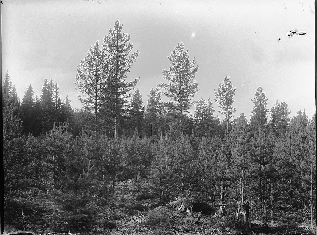 Ole Hansen Løken, FURUSKOG.
