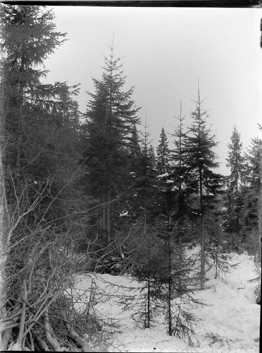 Ole Hansen Løken, VINTERSKOG.