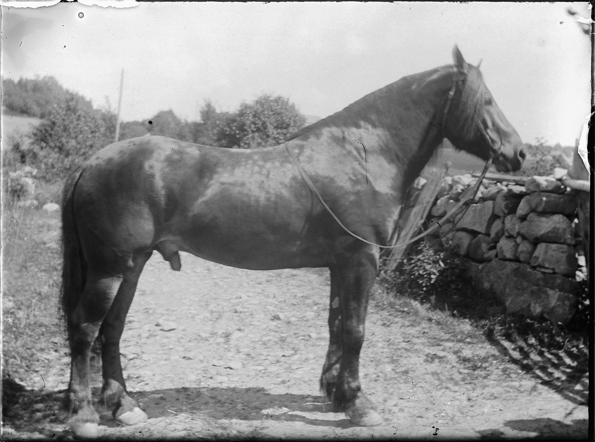 Ole Hansen Løken, LØKEN ØSTRE, VELDRE, RUDSHØGDA i Ringsaker, HEST. HINGST.