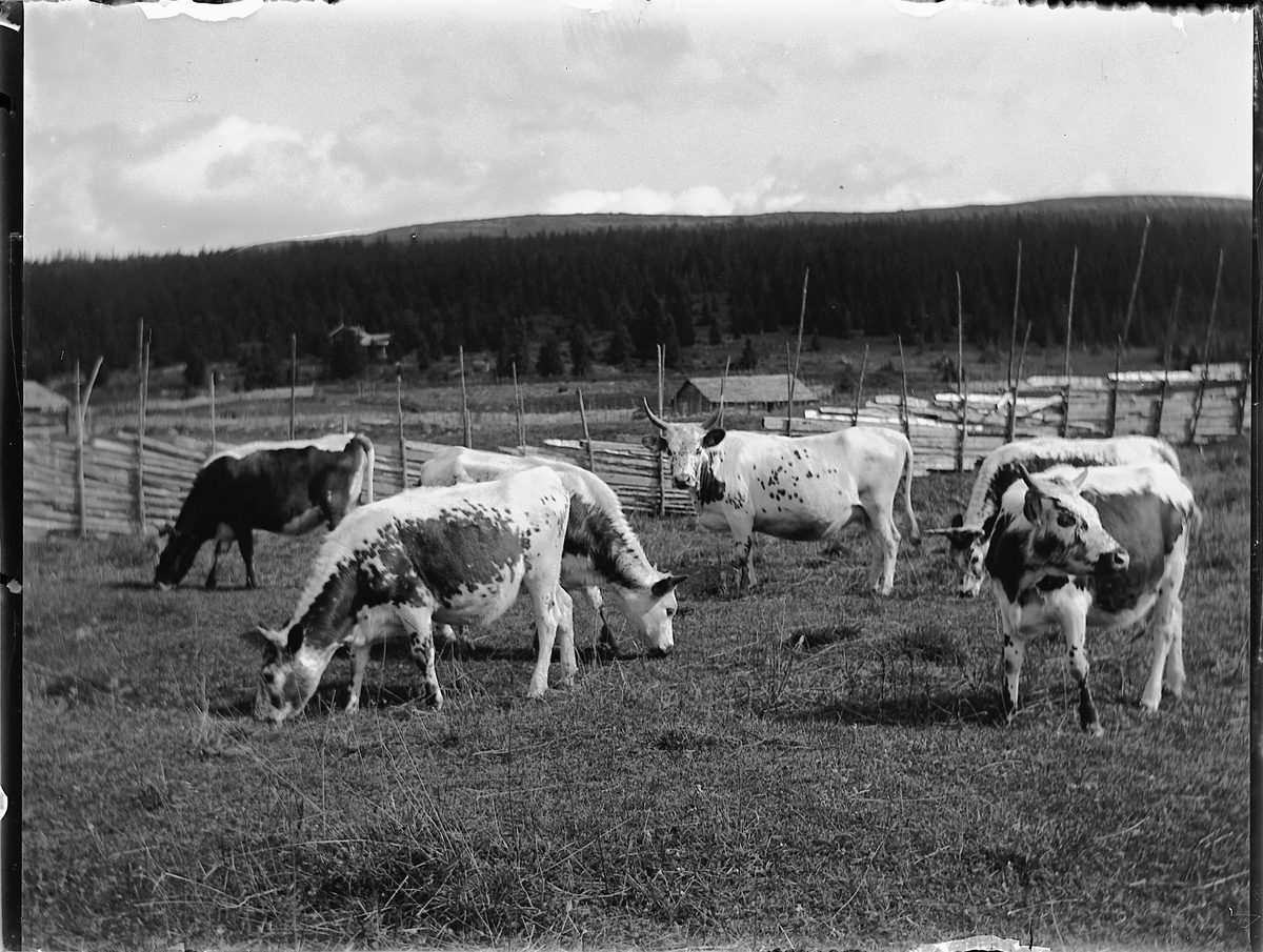 Ole Hansen Løken, GAMMELSKOLLA i Ringsaker. KYR PÅ BEITE PÅ BOGSTI-LYKKJA. SETERVOLL. TELEMARKSKU.