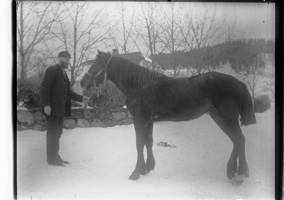 Ole Hansen Løken, LØKEN ØSTRE på Rudshøgda i Ringsaker, MANN, HEST. UKJENT.