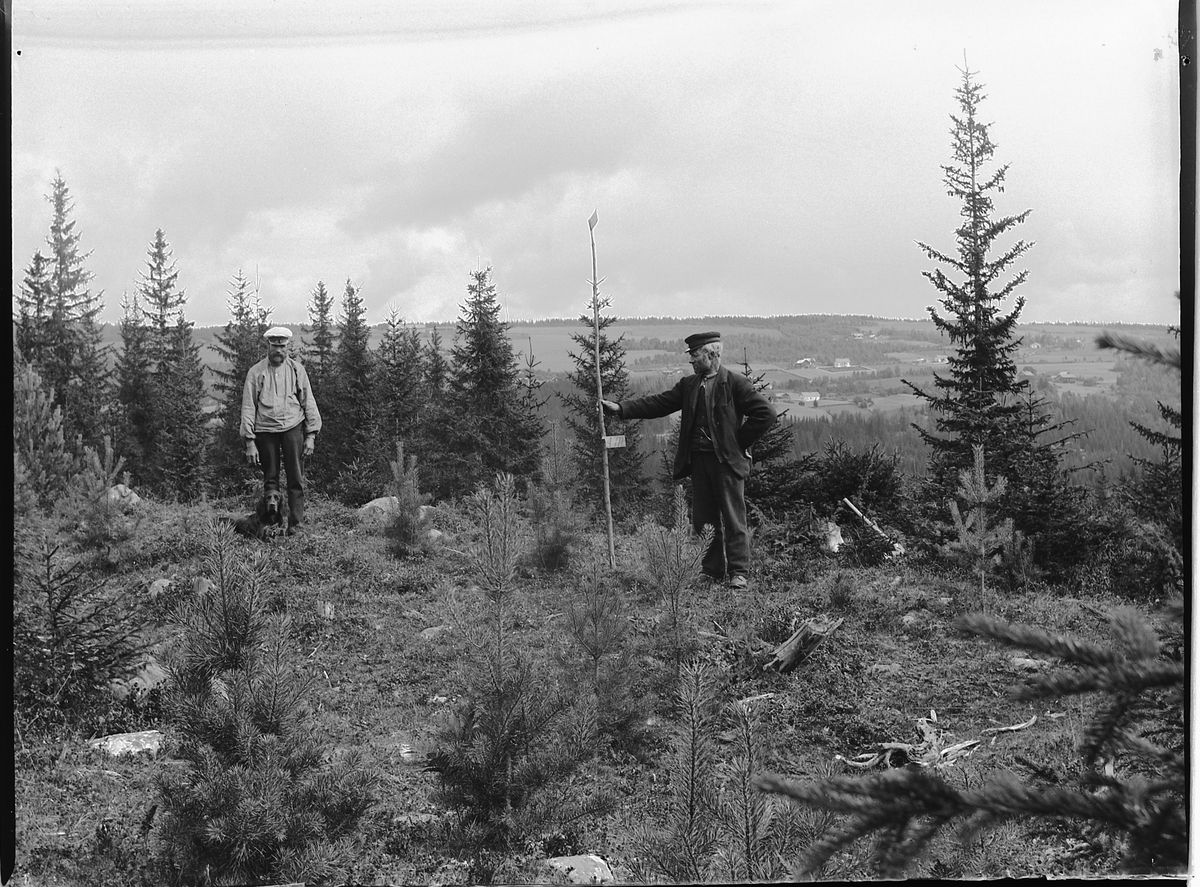 Ole Hansen Løken, SKOGBRUK. MÅLING AV NYPLANTET FURUSKOG. PETTER ULVEN T. H OG UKJENT. I SKOGEN TIL LØKEN ØSTRE.