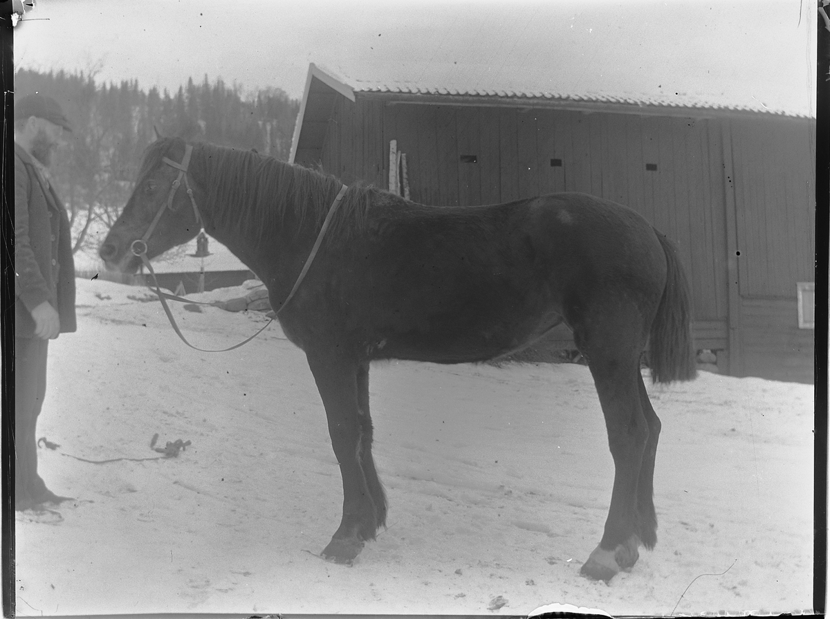 Ole Hansen Løken, ØSTRE LØKEN på Rudshøgda i Ringsaker, VELDRE, MANN OG HEST. UKJENT.