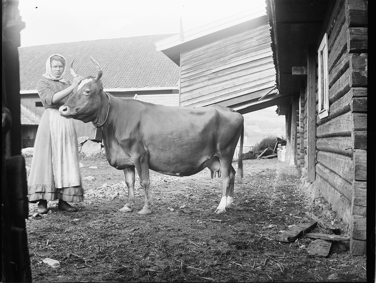 Ole Hansen Løken, BUDEIE OG KU. UKJENT. LØKEN ØSTRE, RUDSHØGDA, VELDRE i Ringsaker. AGNETHE PEDERSDTR. F. 1876 OG MATHEA EVENSDATTER F. 1884 ARBEIDET I FØLGE FOLKETELLINGEN AV 1900 SOM TJENESTEPIKER OG MED ANSVAR FOR KREATURSTELL PÅ ØSTRE LØKEN SÅ PERSONEN PÅ BILDET KAN VÆRE EN AV DEM.