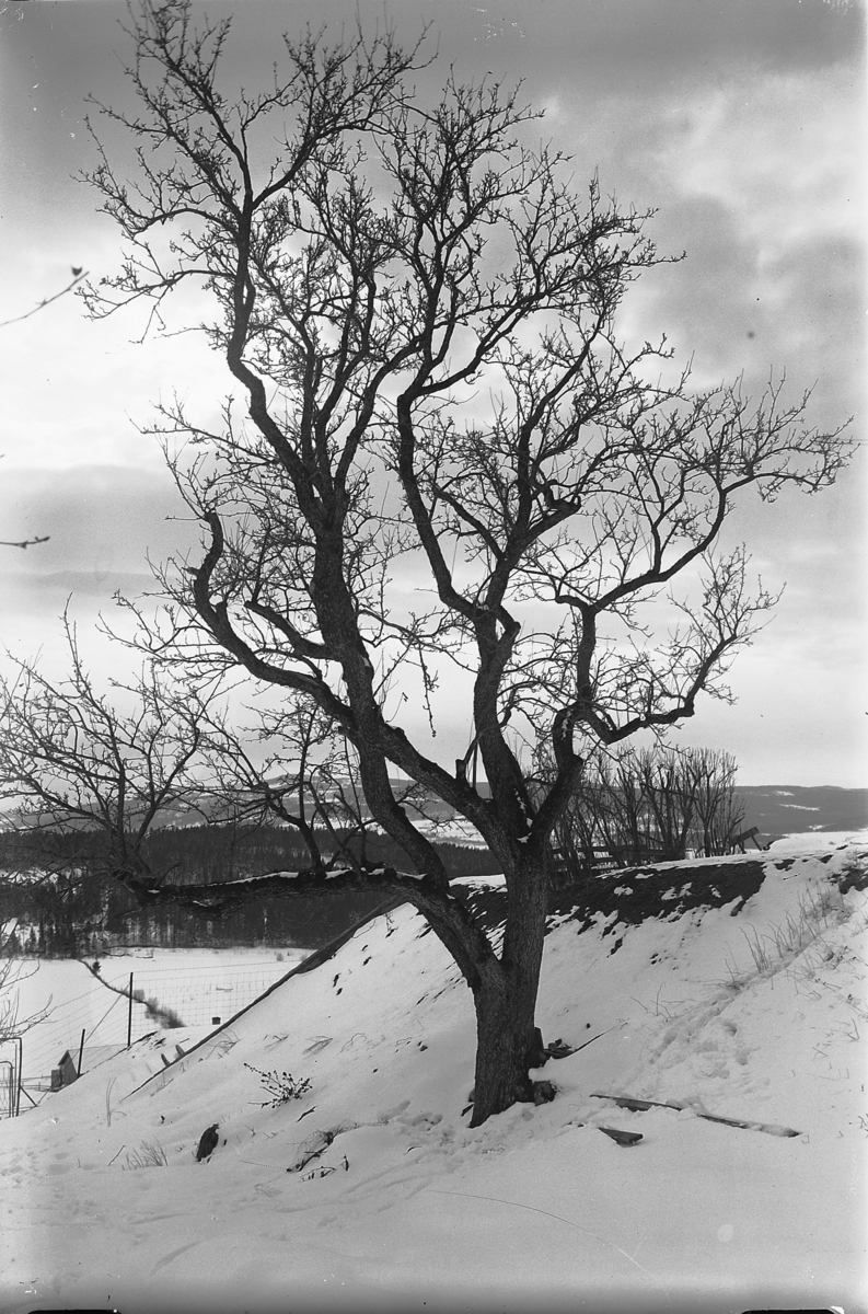 Ole Hansen Løken, TRE UKJENT VINTER.