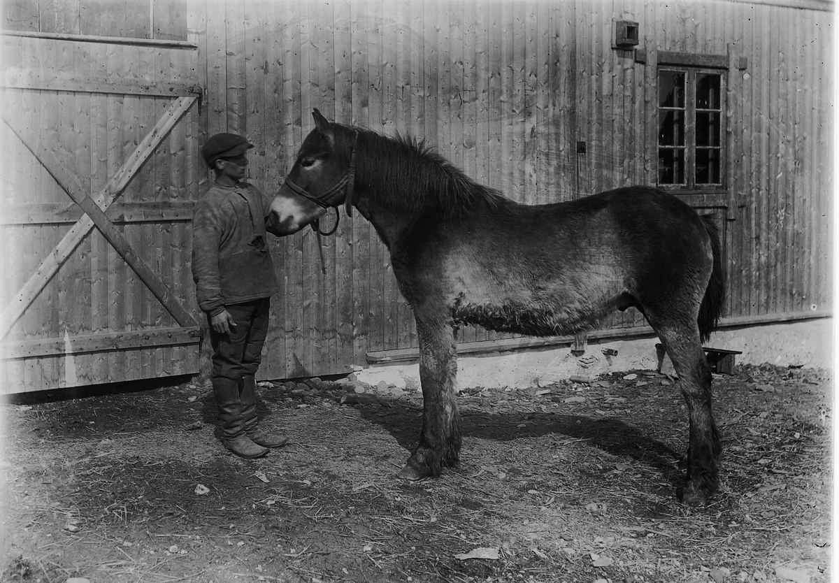 Ole Hansen Løken, UKJENT MANN OG HEST.