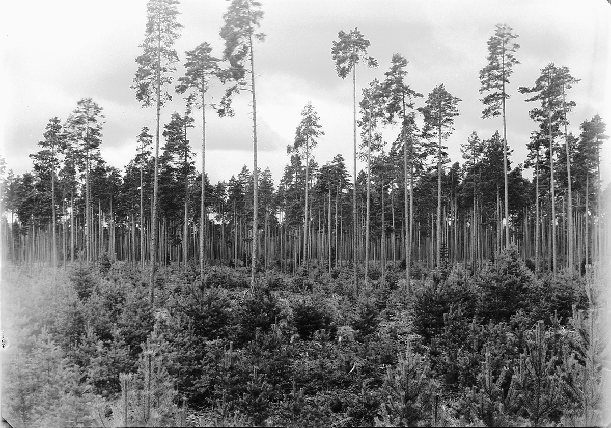 Ole Hansen Løken, FURUSKOG, PLANTEFELT.