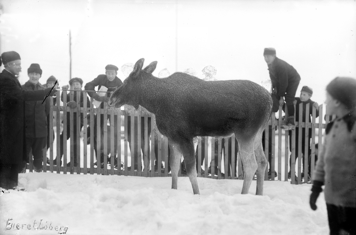 Oscar Løberg, ELG, FORVILLET SEG INN I VILLAHAGE, SKUELYSTNE, VOKSNE, BARN. Samme HHB-02844.