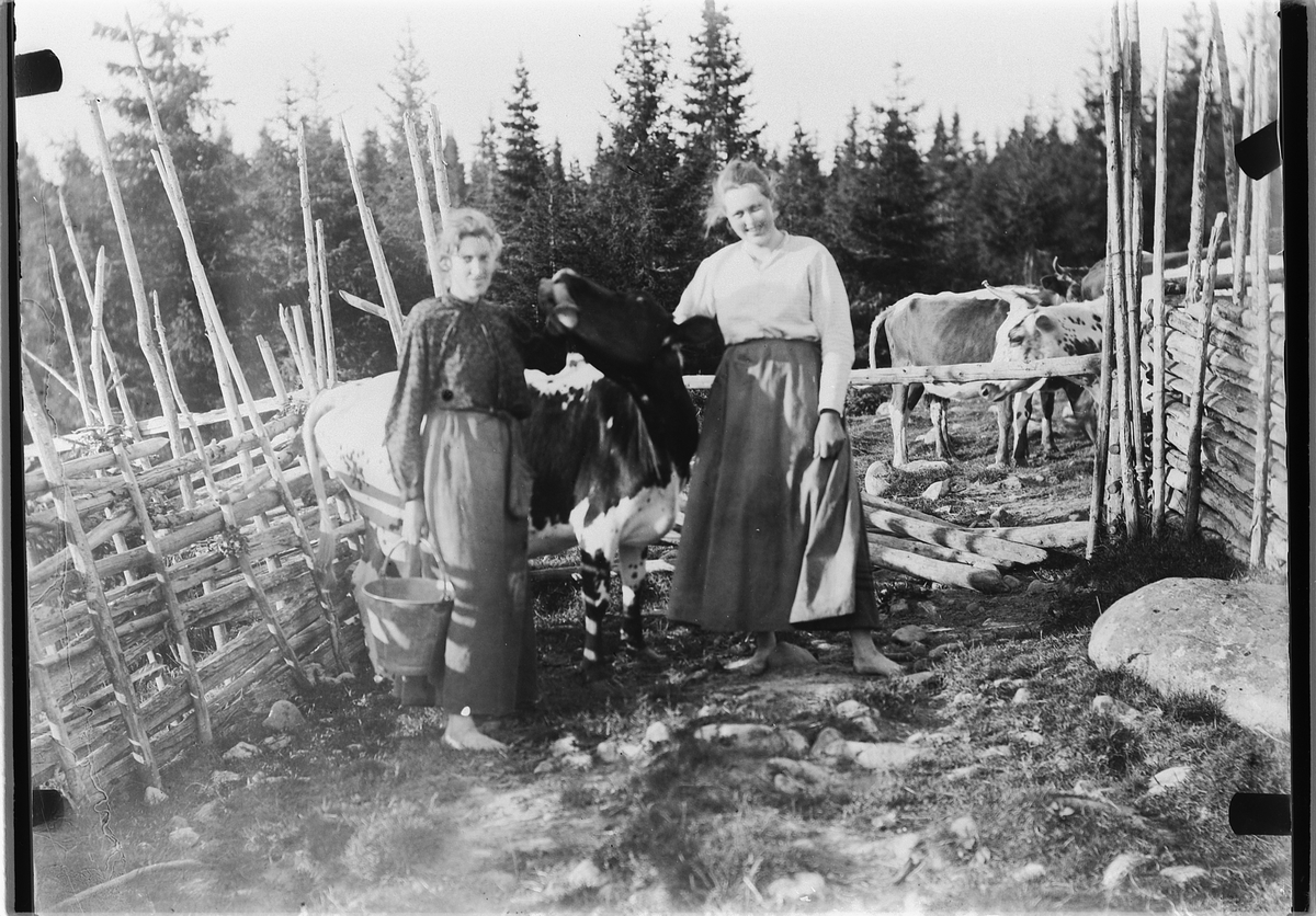 Mina Skraastad, To kvinner med ei ku, ene kvinnen med ei sinkbøtte. Skigard, kuer.