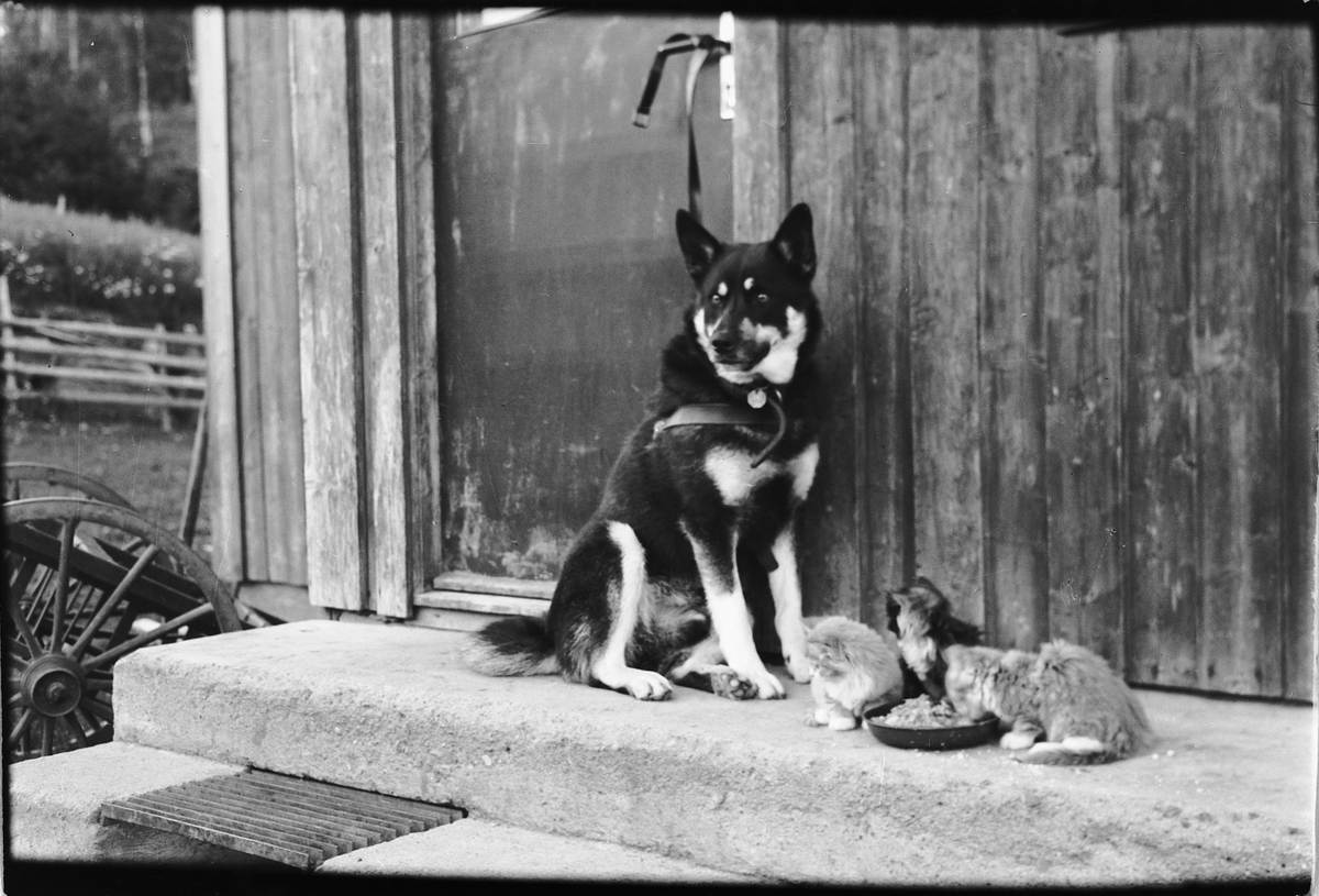 Håkon Prestkværn, En hund på trammen med tre kattunger.