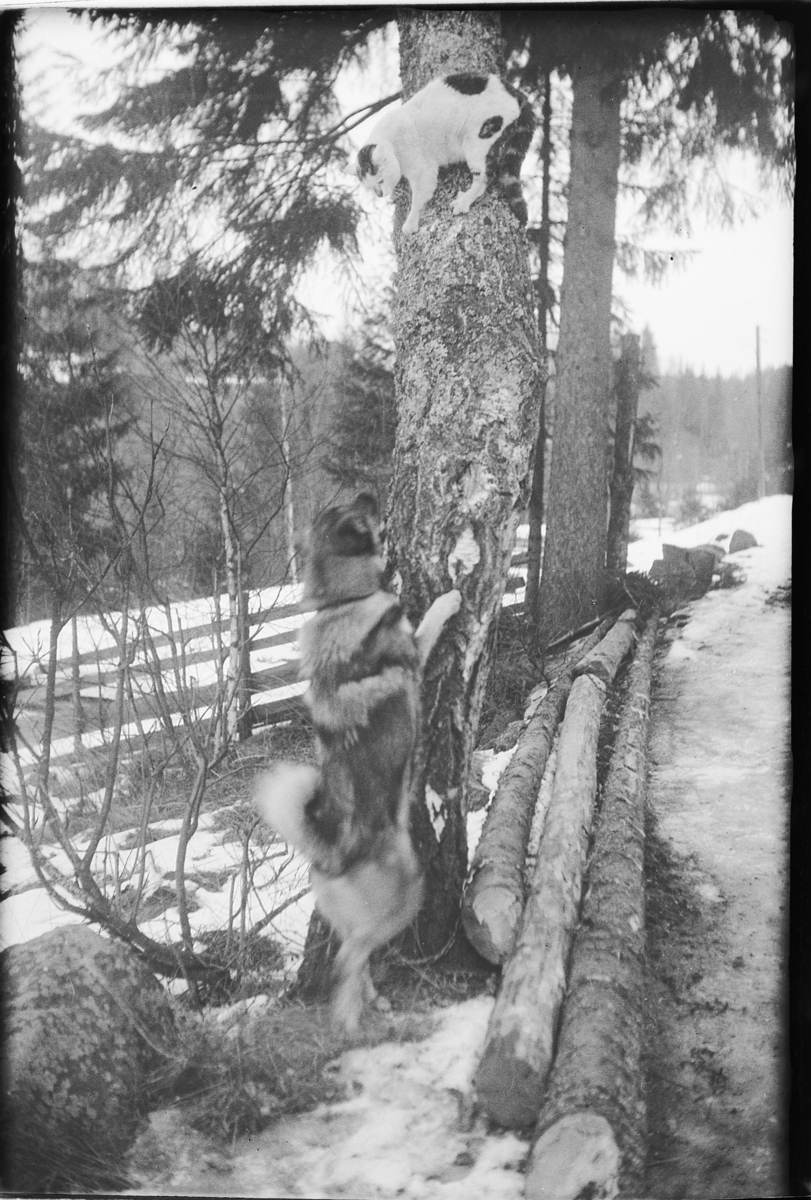 Håkon Prestkværn, En katt i et tre ser på en nysgjerrig hund.