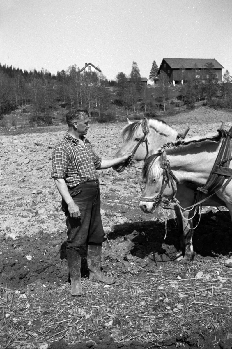 Håkon Prestkværn, Ukjent mann sammen med to hester på et jorde.