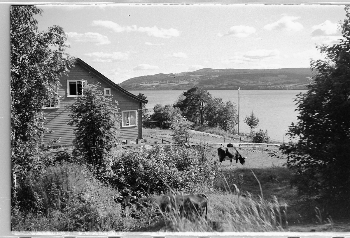 Håkon Prestkværn, Landskap Ring (?), utsikt, Mjøsa, kyr, beite.