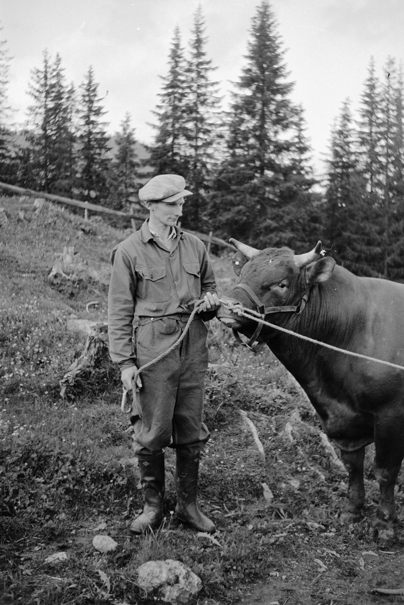 Håkon Prestkværn, Eksteriør, skog. En mann holder en okse ved hjelp av nesering.