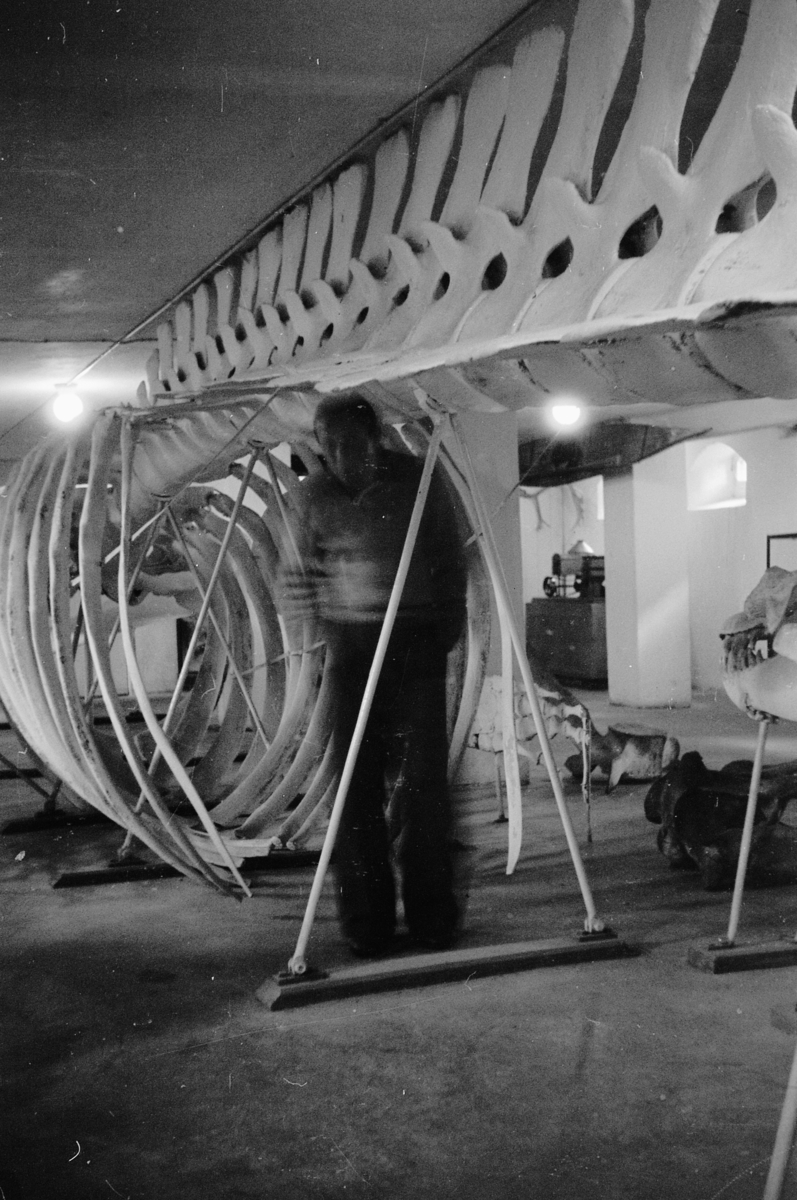Håkon Prestkværn, HVALFANGSTMUSEET I SANDEFJORD, VESTFOLD CA 1950.