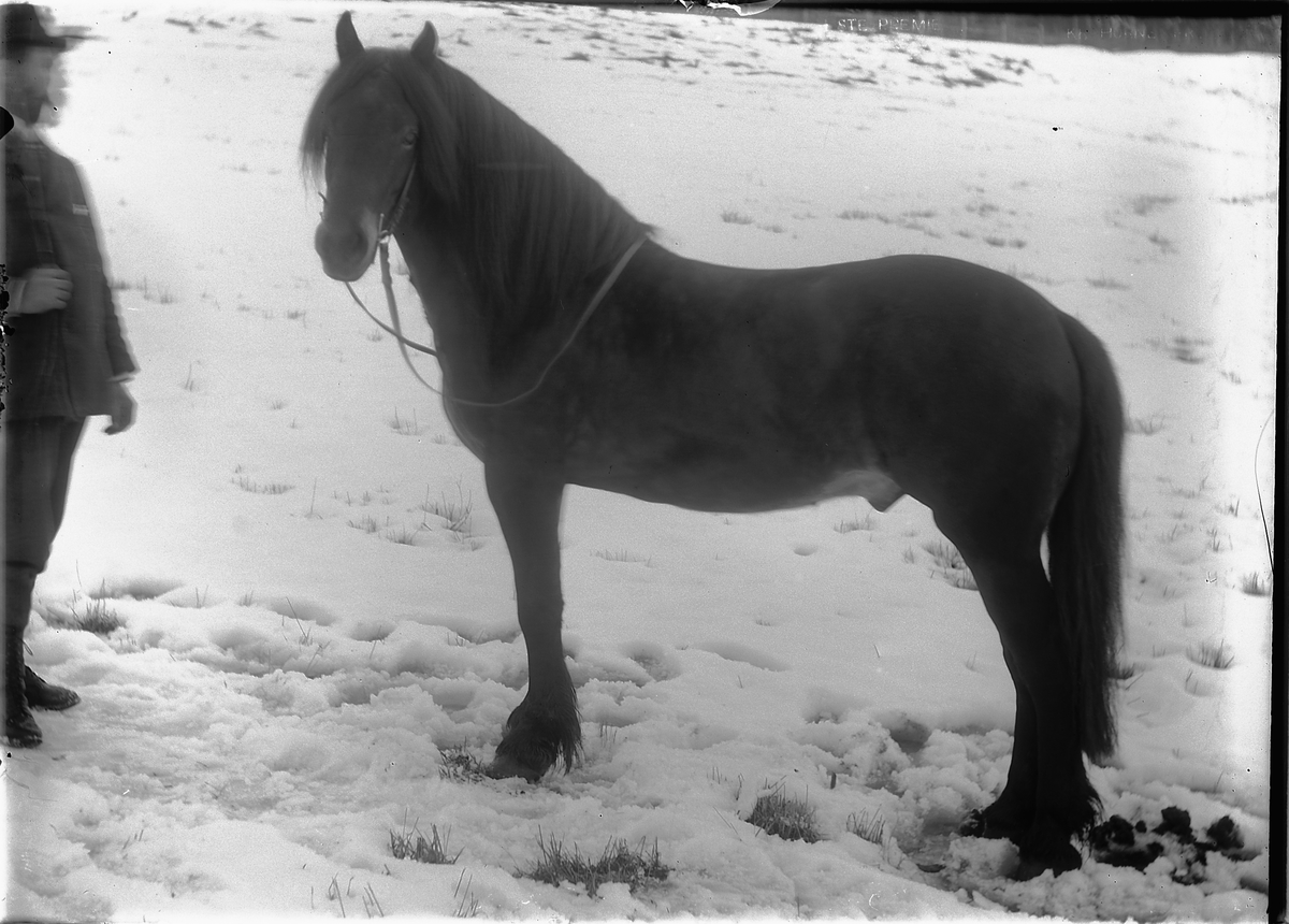 Kristoffer Horne, Hest.