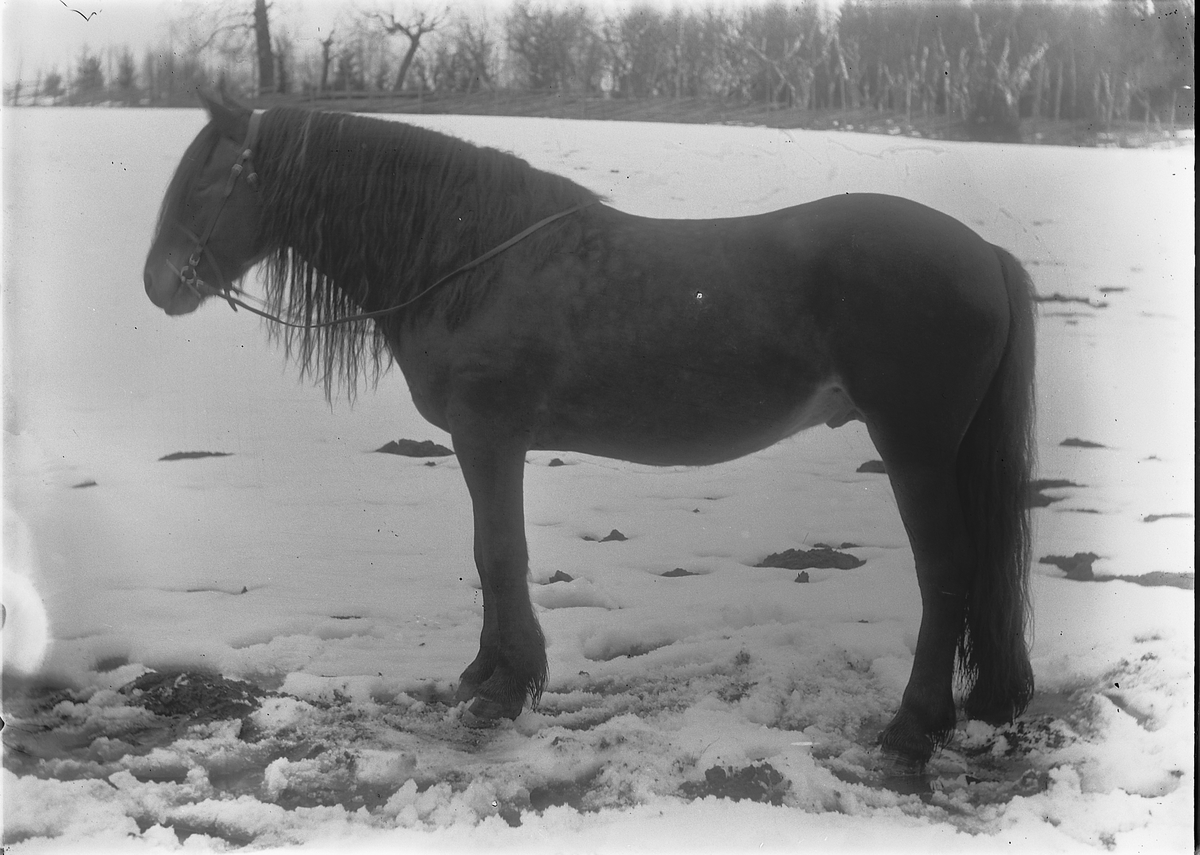 Kristoffer Horne, Hest.
