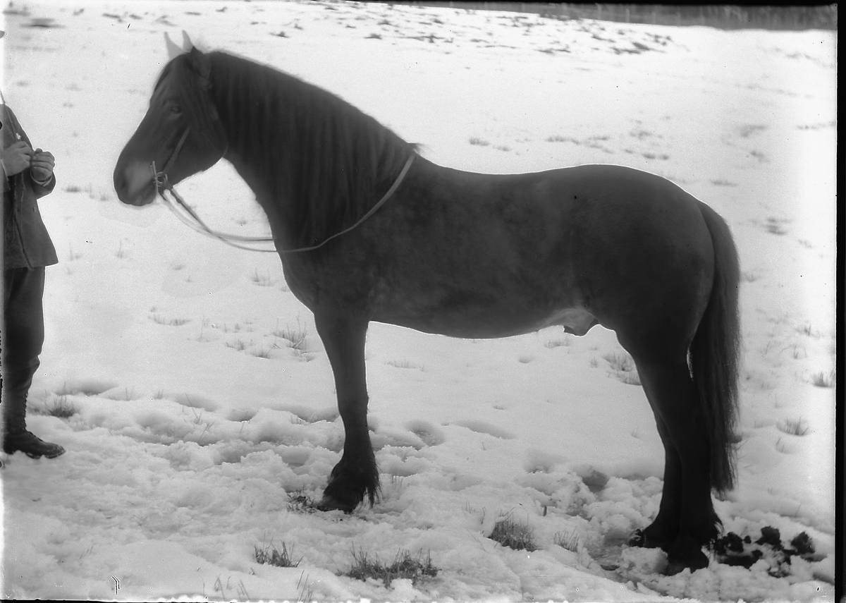 Kristoffer Horne, Hest.