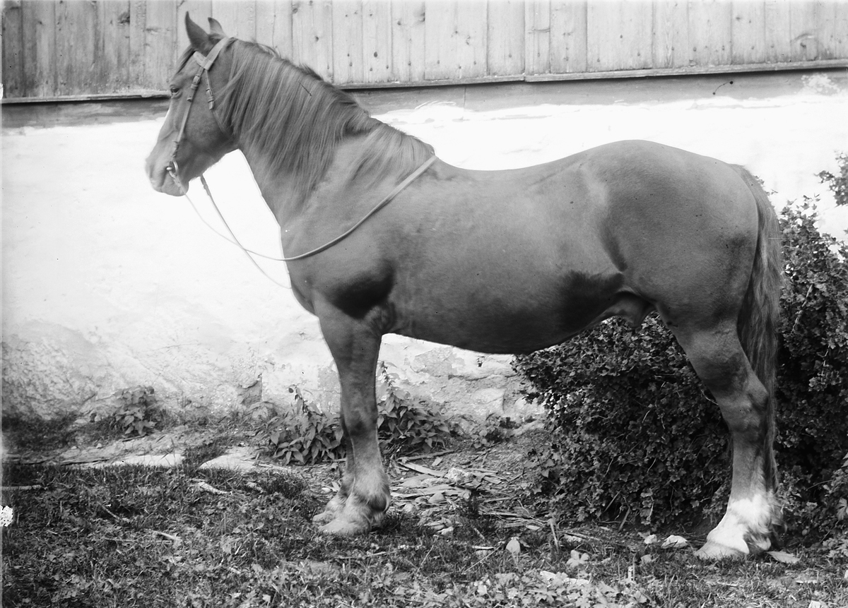 Kristoffer Horne, HEST, HINGST.