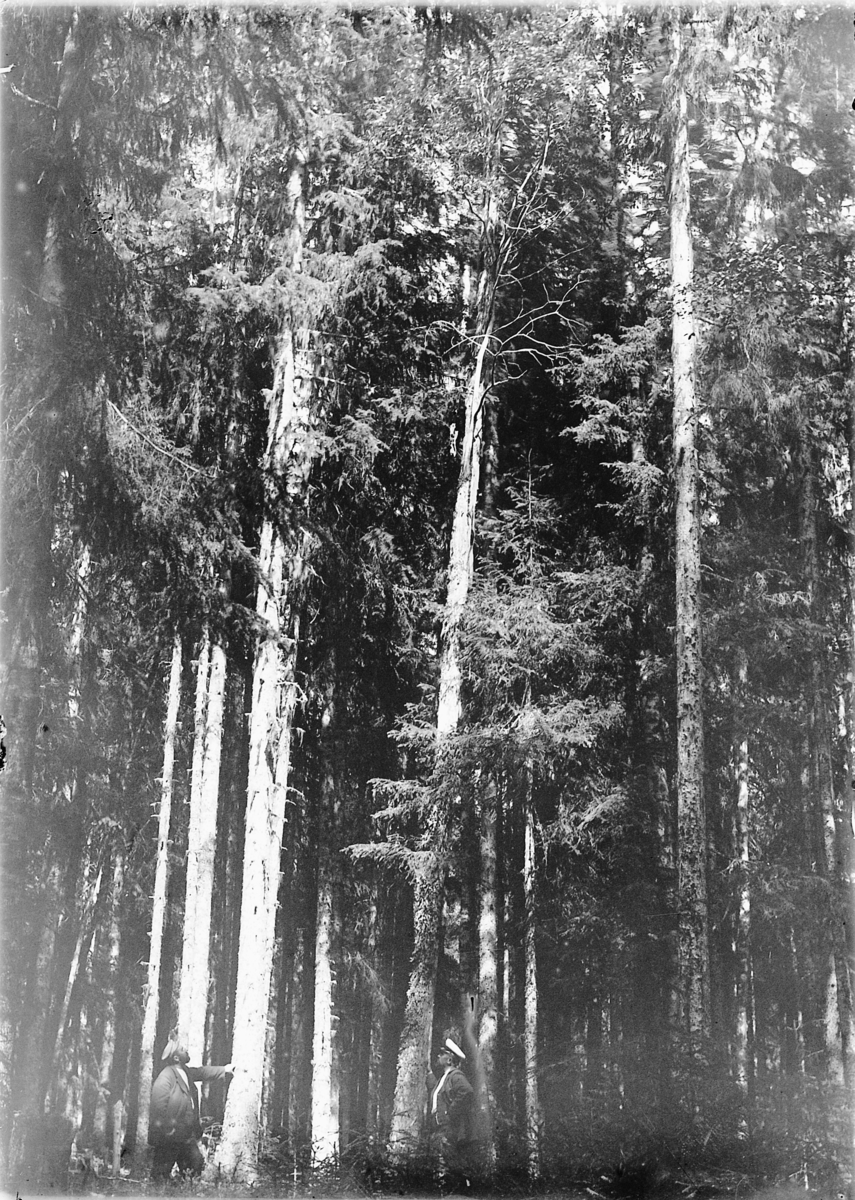 Kristoffer Horne, Eksteriør, skog. To menn studerer et tre.
