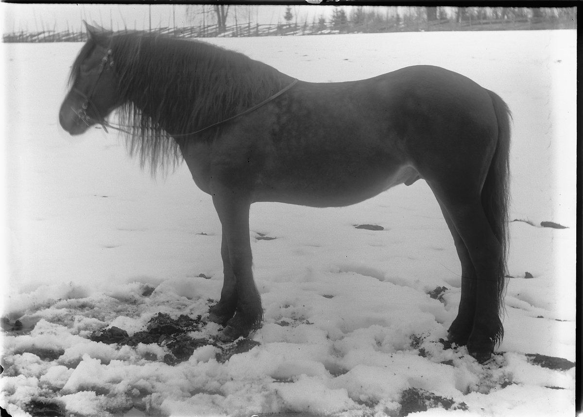 Kristoffer Horne, Hest, vallak?