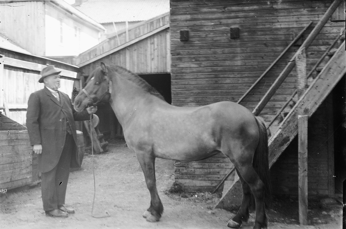 Oscar Løberg, Grønnegata 3, Hamar. Johs. Elvsveen med en hest, hoppa Fjøra.
