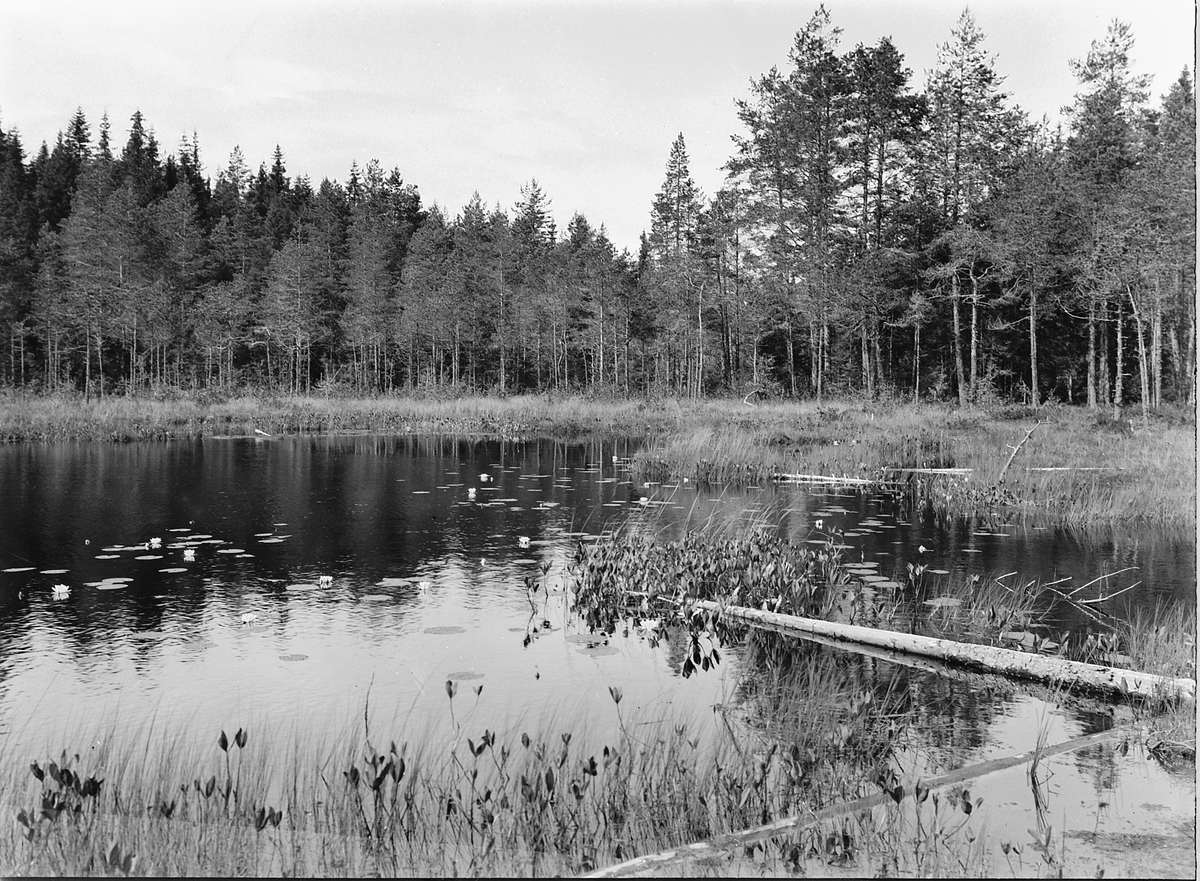 Simen Baardseth, Et tjern i skogen. Svart-tjernet?