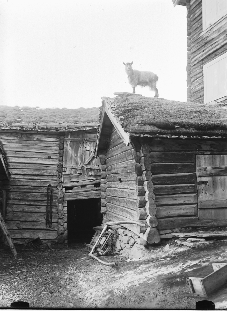 Simen Baardseth, Gård i Gudbrandsdalen, ei geit på taket.