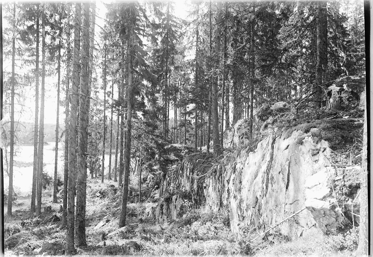 Simen Baardseth, Eksteriør, skog.