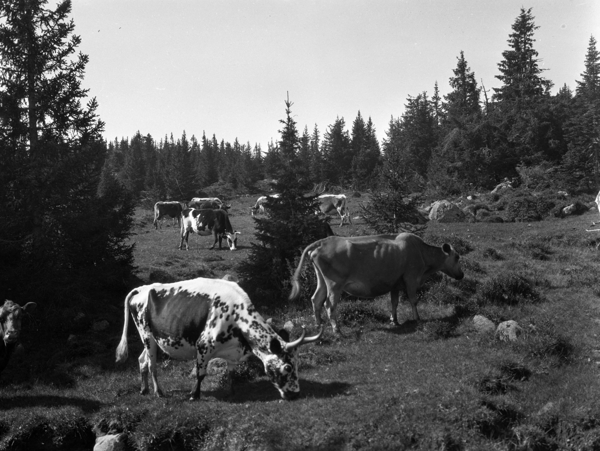 Kristian Heramb, Kuer på beite i fjellet. Blandingsrase, Herambsku.