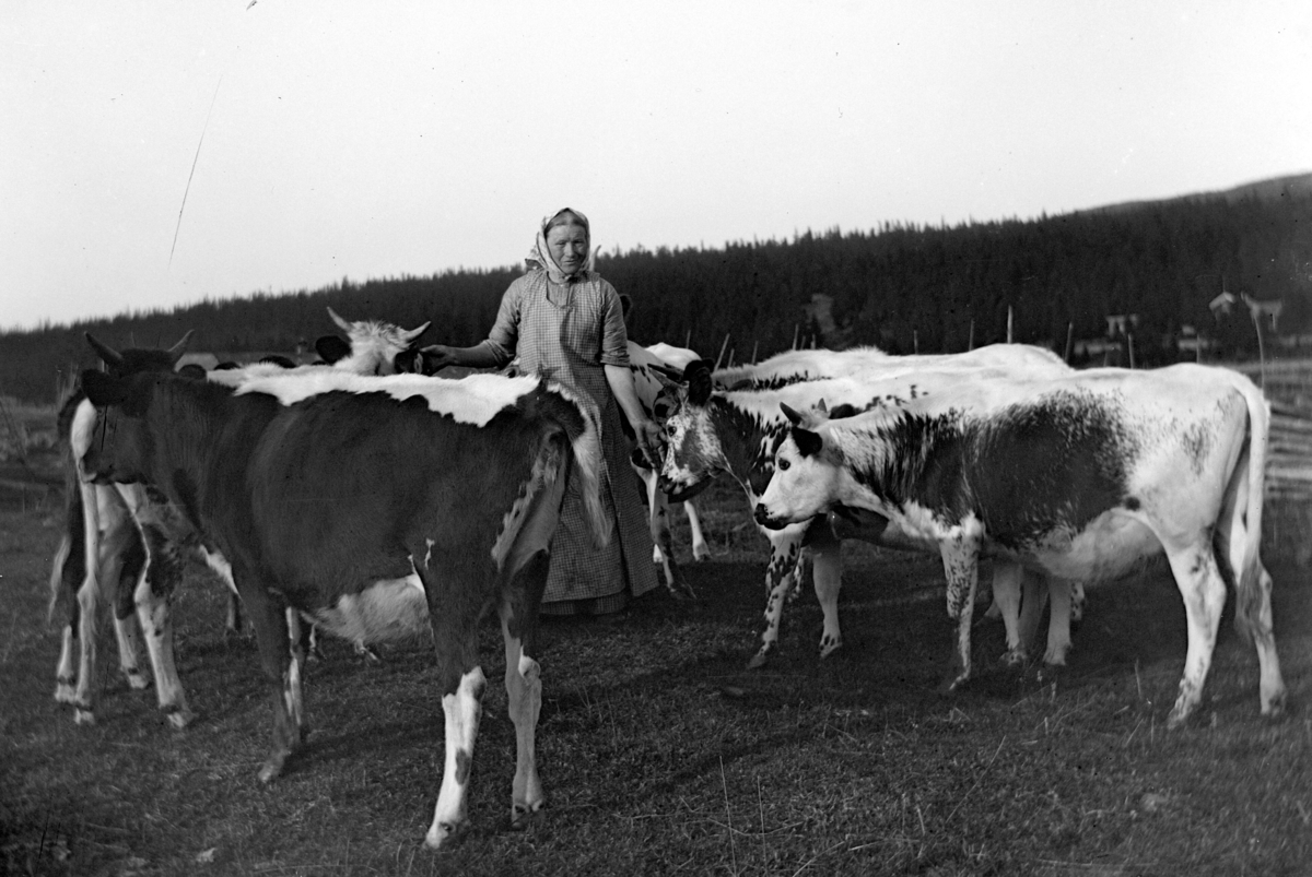 Ole Hansen Løken, BUDEIE TELEMARKKYR. BOGSTI-LYKJA PÅ GAMMELSKOLLA i Ringsaker. SE OGSÅ HHB-1923.