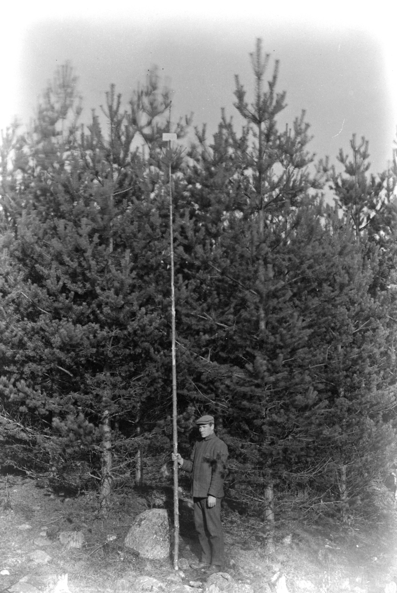 Ole Hansen Løken, MANN MED MÅLESTAV, MÅLER HØYDE PÅ UNGSKOG, PLANTEFELT.
