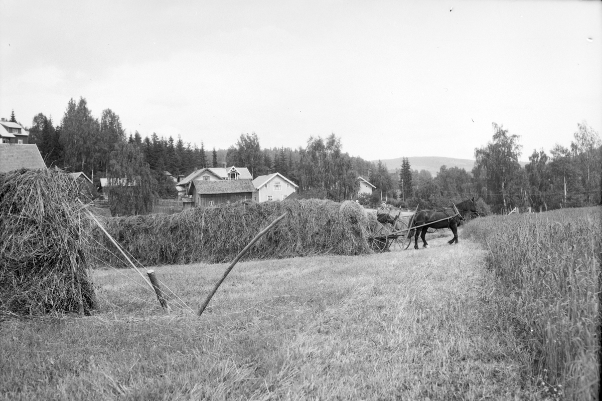 Håkon Prestkværn, Slåttonn, Høyhesjer, hest og rive, hesteredskap, Moelv?