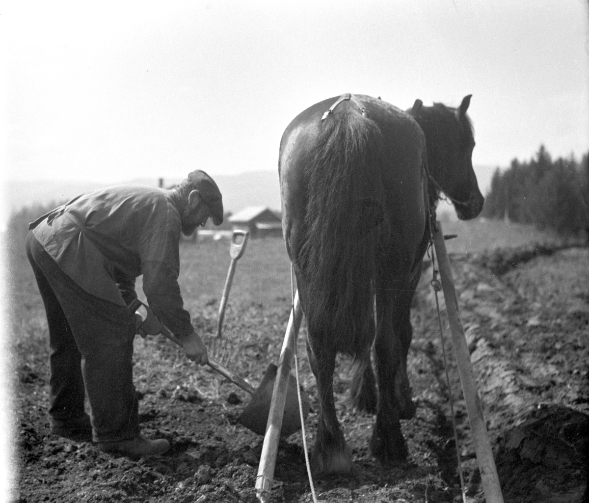 Håkon Prestkværn, Kristian Prestkværn pløyer med hest