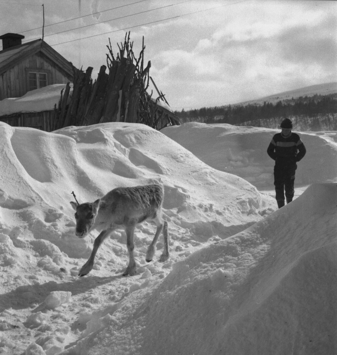 Per Magne Grue, Os, Tufsingdalen, Reinsdyrkalv, Snø, Mann, Hus