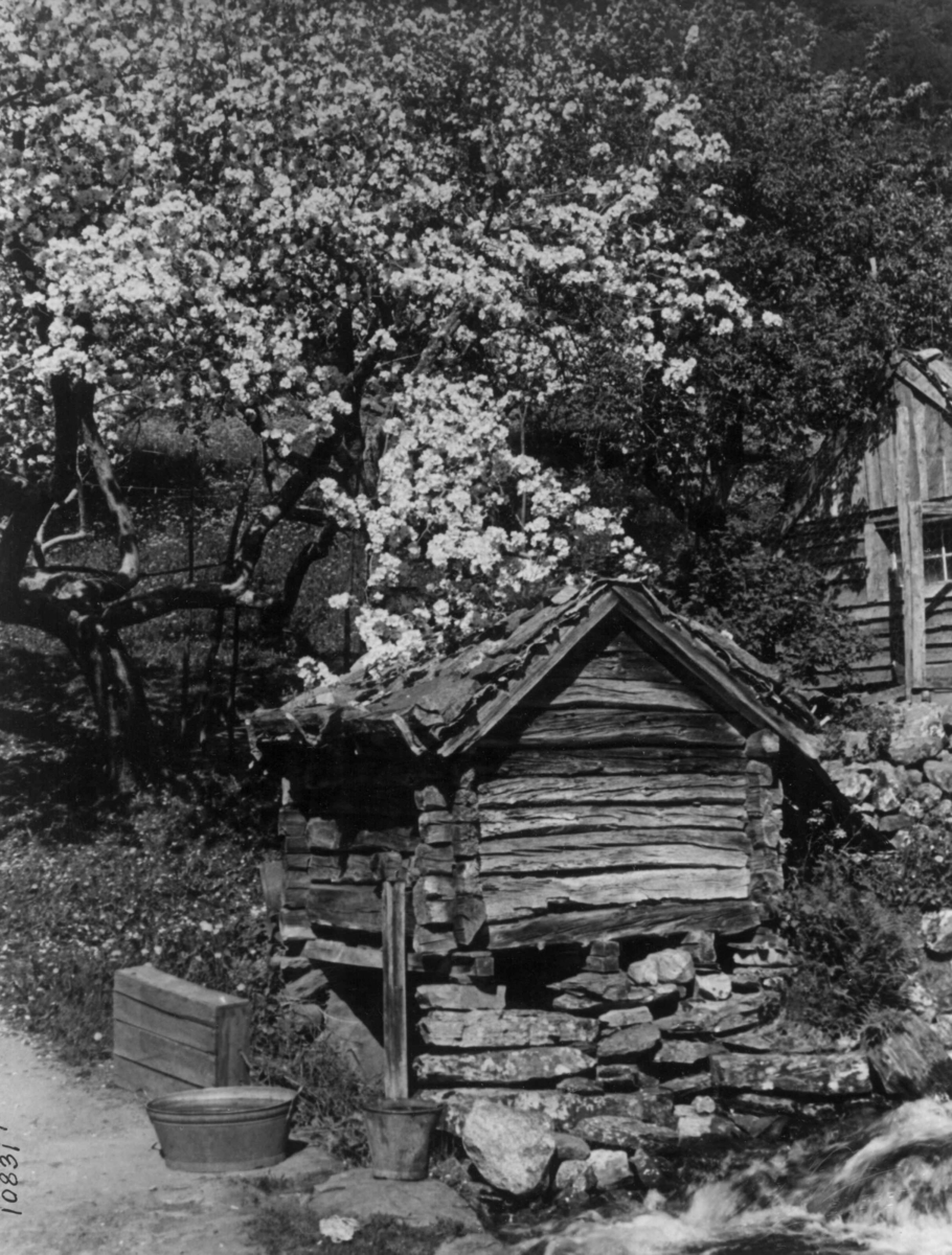 Anders Beer Wilse, Wilse original, Bebyggelse, Fruktblomstring