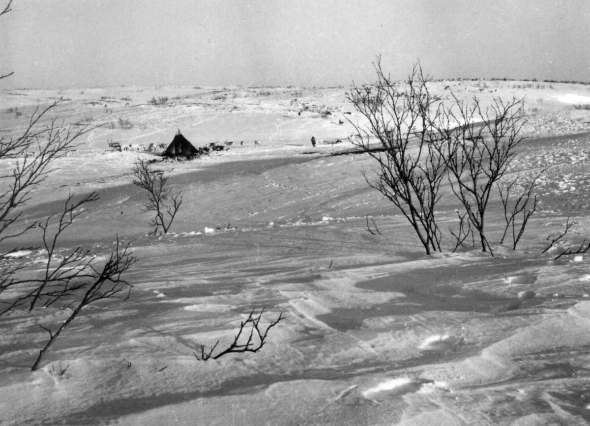 Virginia Raymond Davidson, Sara-familiens teltleir under vårflyttingen. Finnmarksvidda 1958.