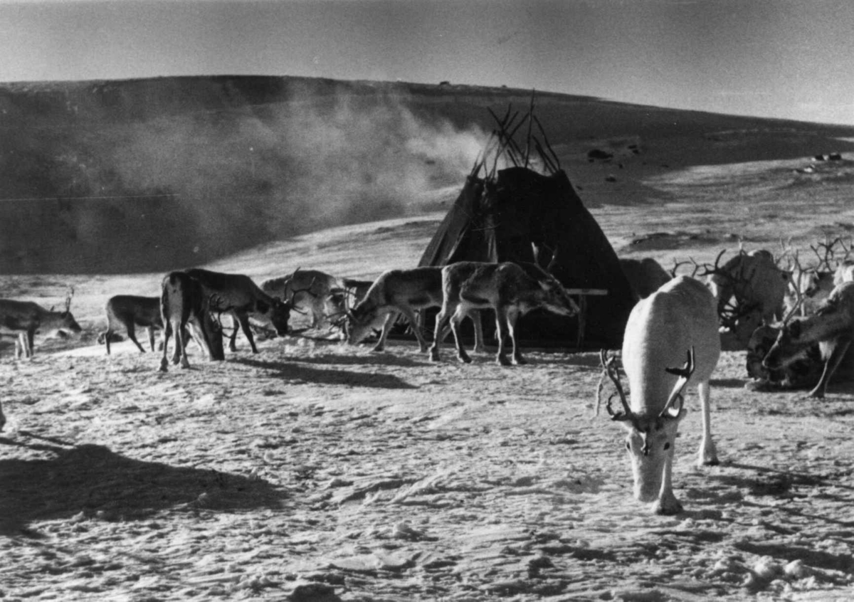 Virginia Raymond Davidson, Teltplass under vårflytting, med reinsdyr utenfor teltet. Kautokeino 1958.