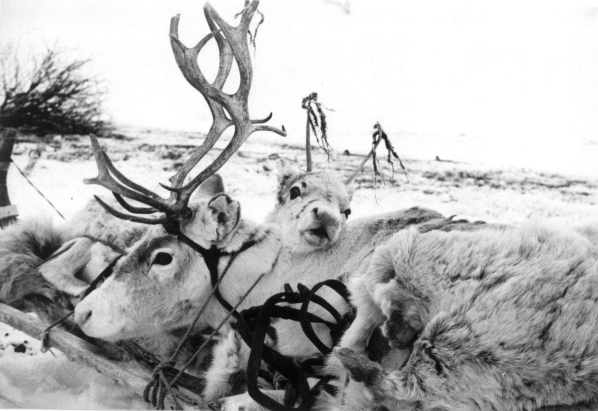 Virginia Raymond Davidson, Skifting av horn på reinsdyr. Gargoluobbal 1958.