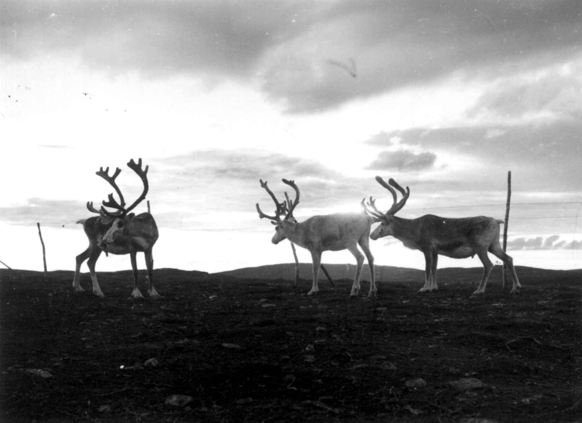 Virginia Raymond Davidson, Tre reinsdyr. Ytre Billeford 1959.