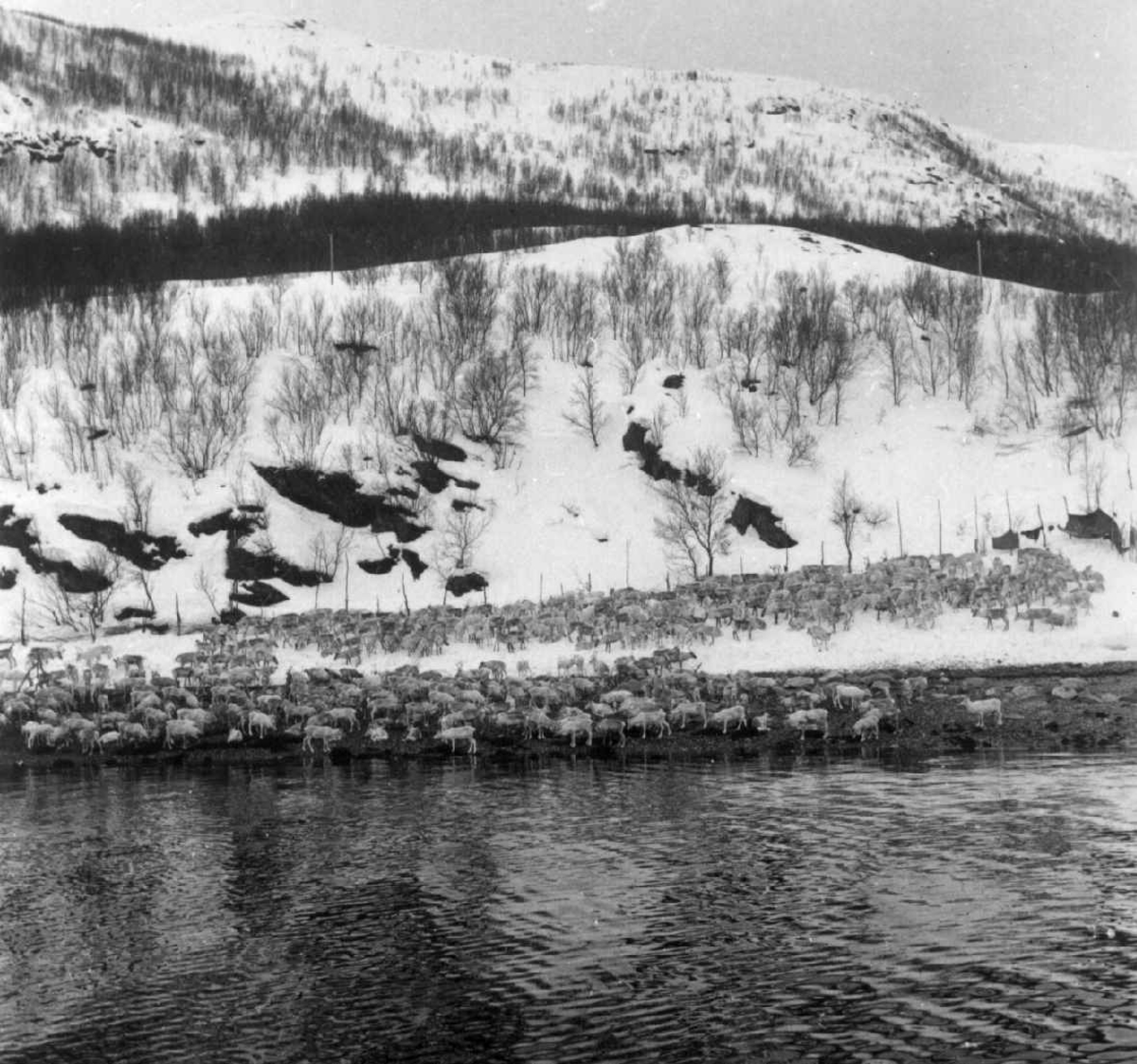 Virginia Raymond Davidson, Vårflytting av reinsdyr. Flokken står bak gjerdet før flytting. Komagfjord mai 1961.