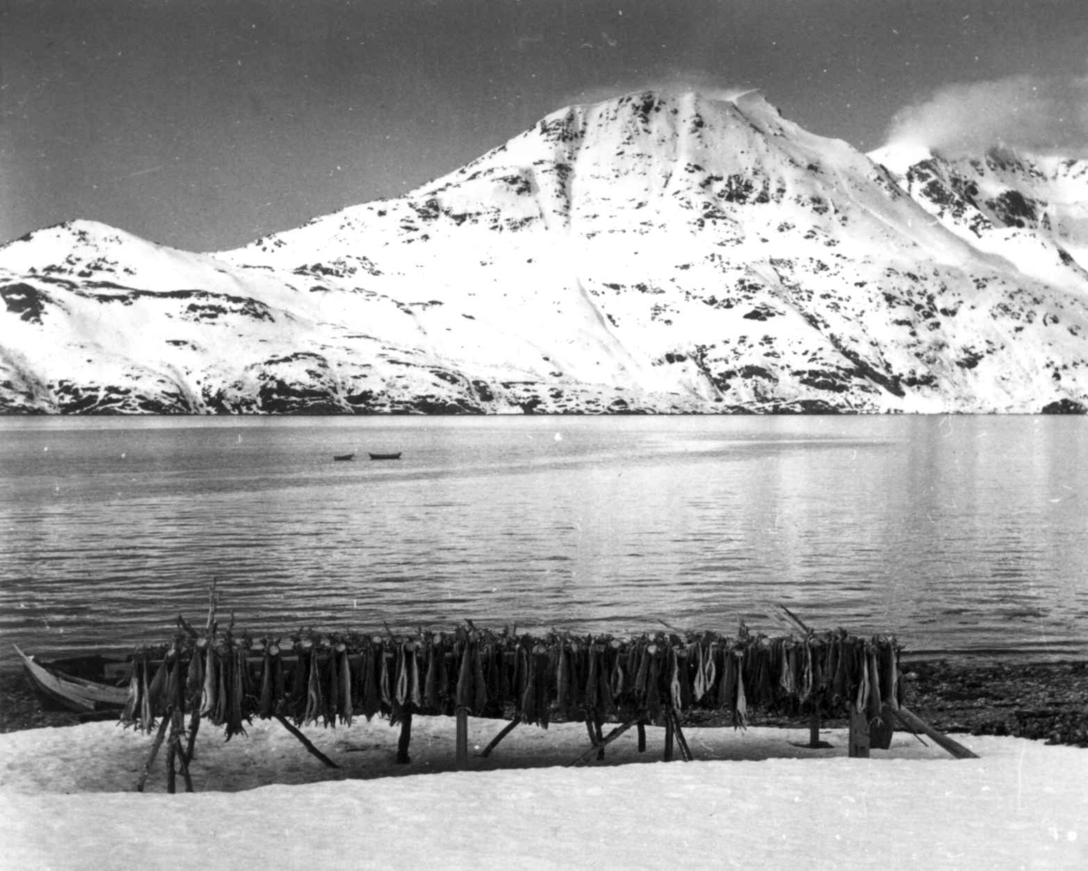 Virginia Raymond Davidson, Fisk henger til tørk i forgrunnen, og man kan se over til Alteneset, mai 1961.