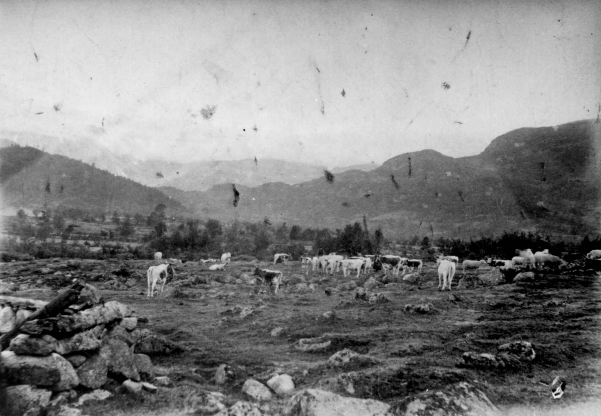 Ukjent, Fra en serie fotografier fra et album som har tilhørt folklorist og professor Moltke Moe (1859-1913), antatt fra 1880-årene med motiver fra Telemark.