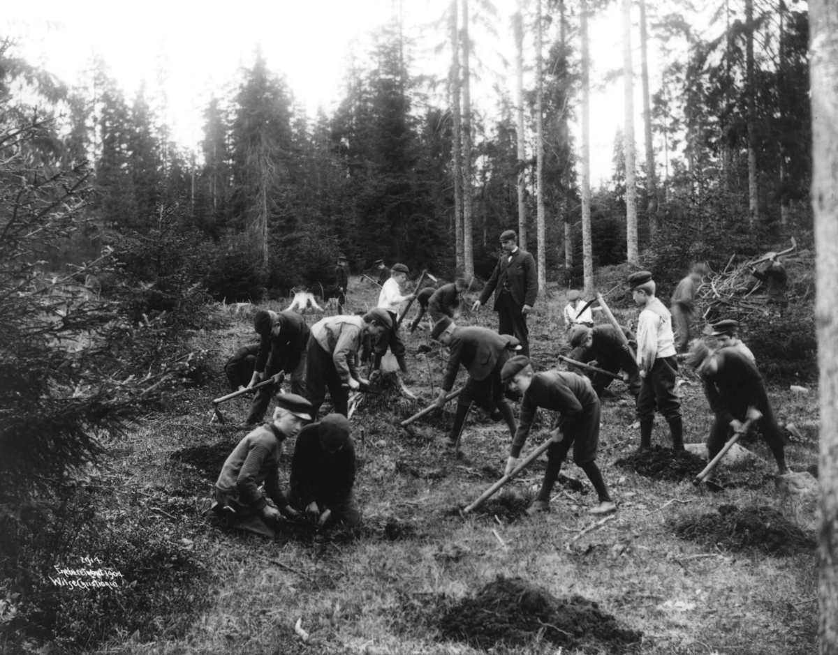 Anders Beer Wilse, Skogplanting