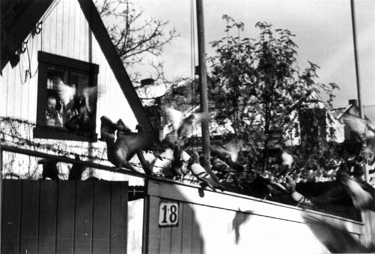 Anders Beer Wilse, Enerhaugen, Oslo 1935. Lite trehus bak plankegjerde med nummerskildt 18.