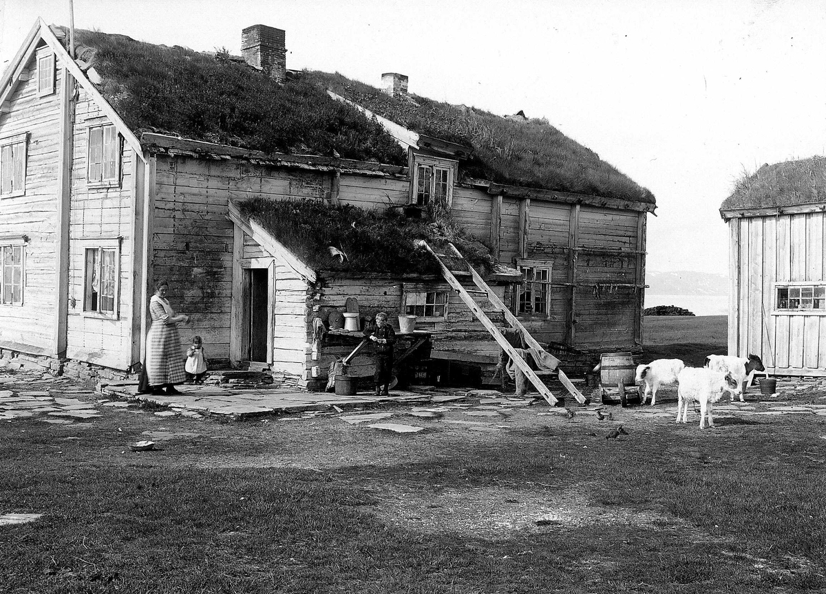 Robert Collett, Hus på øya Store Tamsøy i Porsangerfjorden. Bygning i to etasjer med gress på taket. Tun med kvinne, barn, ender og kyr. Stige er satt opp mot taket, diverse kar og tønner framme. Serie tatt av Robert Collett (1842-1913), amatørfotograf og professor i zoologi.