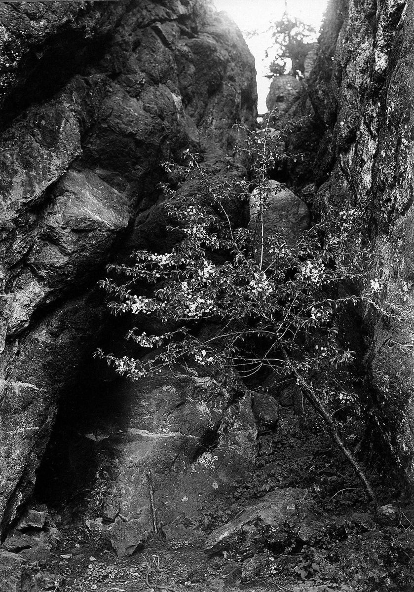 Robert Collett, Landskap, tre i fjellsprekk, ukjent sted. Serie tatt av Robert Collett (1842-1913), amatørfotograf og professor i zoologi.
