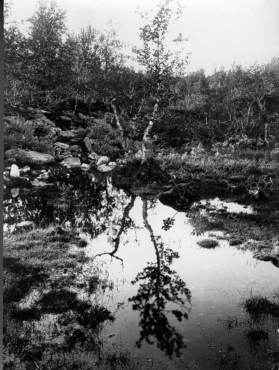 Robert Collett, Landskap, skogparti med tjern, ukjent sted. Serie tatt av Robert Collett (1842-1913), amatørfotograf og professor i zoologi.