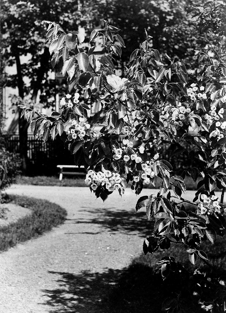 Robert Collett, Hage med benk, ukjent sted. Serie tatt av Robert Collett (1842-1913), amatørfotograf og professor i zoologi.